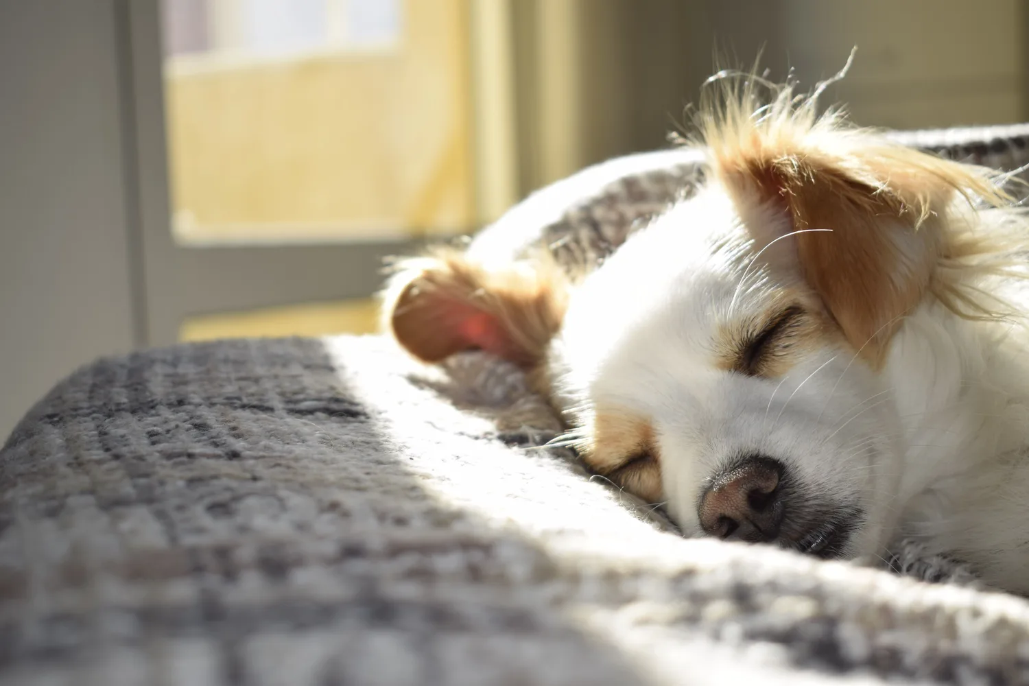 Pet-friendly house cleaning by Get it Clean Services in Canton, MA